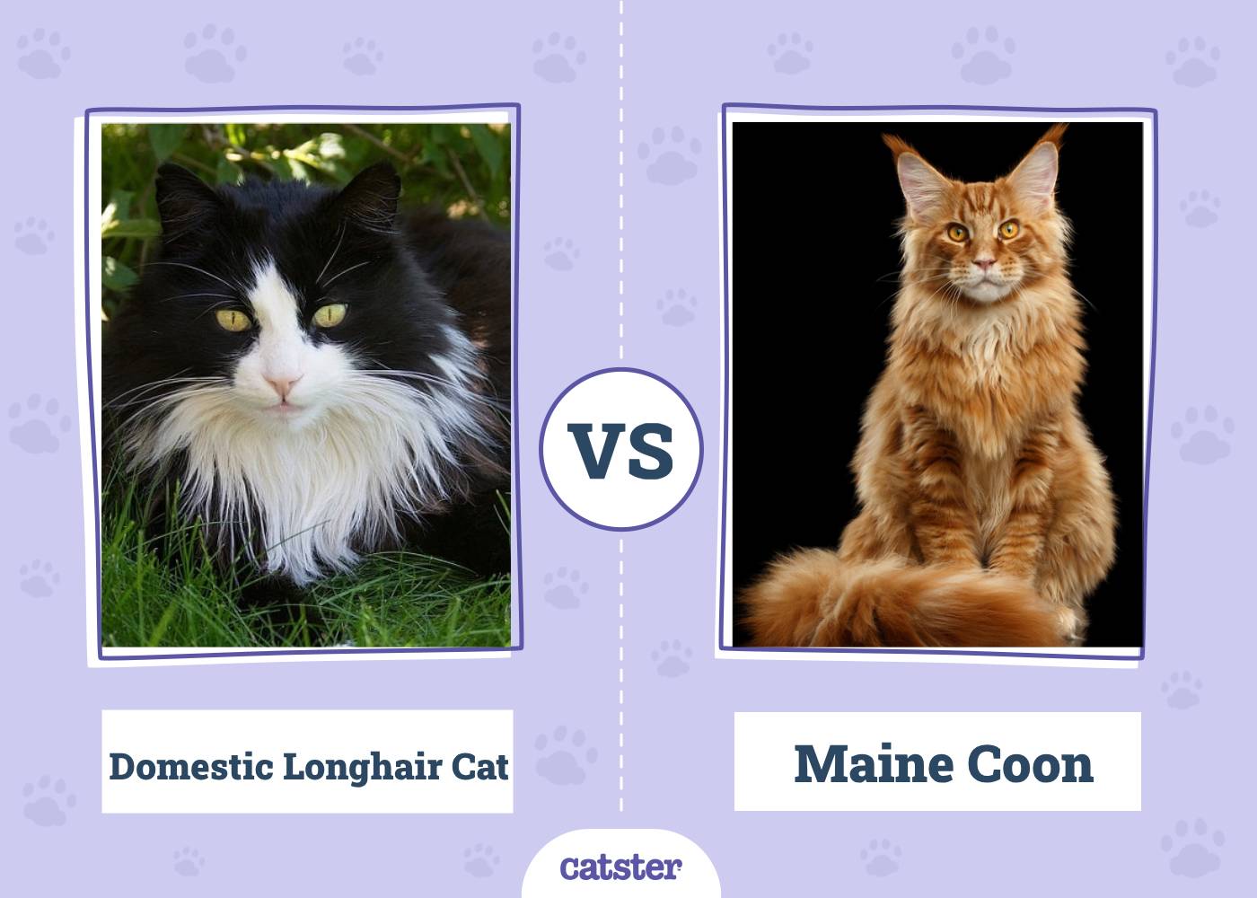 Domestic Longhair Cat vs Maine Coon Cat: Vet-Reviewed Differences (With Pictures)