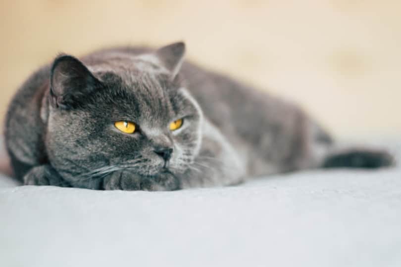 6 Best Cat Calming Sprays of 2026 - Reviews & Top Picks