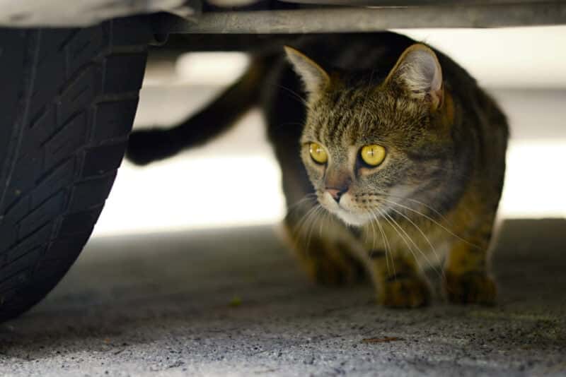 How to Get a Cat Out From Under a Car: 7 Vet-Approved Quick & Helpful Tips