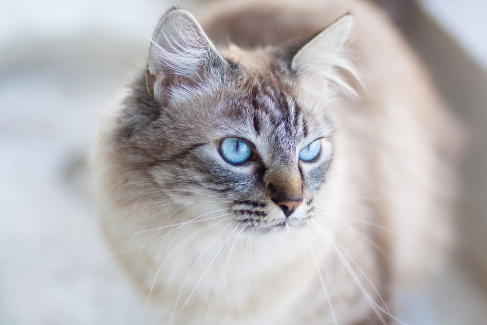 Domestic cat with turquoise blue eyes