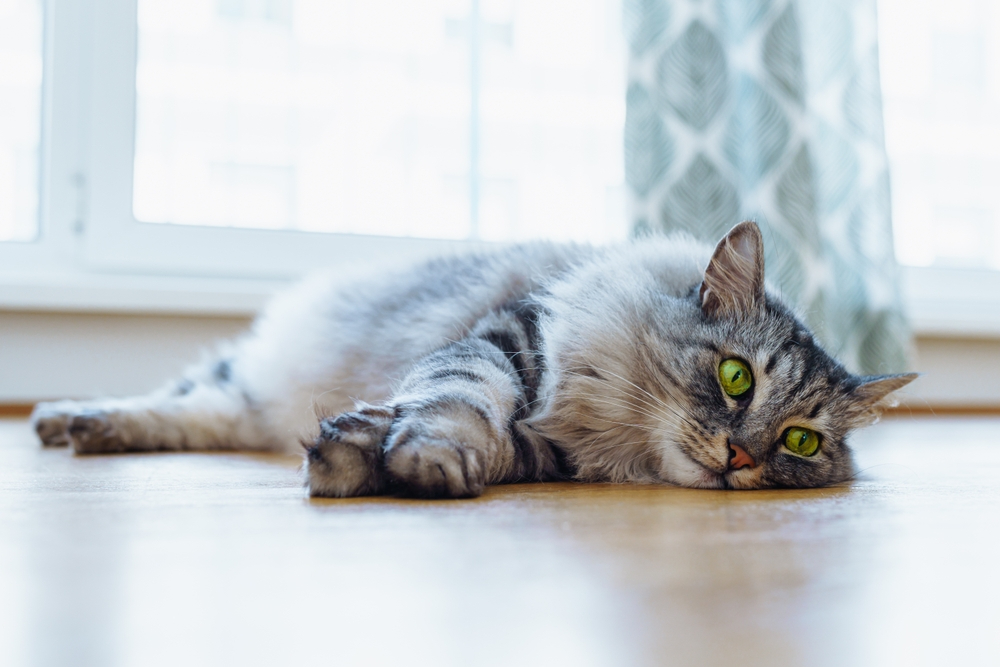 Cat Flu: Causes, Signs & Treatments (Vet Answer)