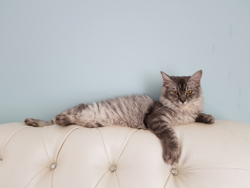 6 Amazing DIY Cat Couch Plans You Can Create at Home