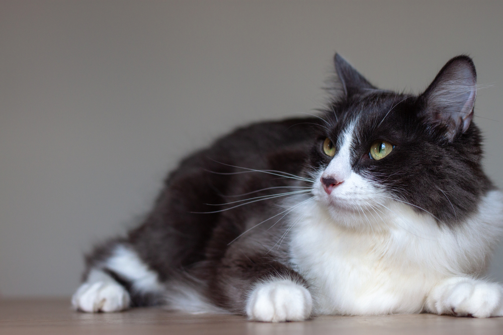 Domestic Medium Hair Cat: Info, Pictures, Facts & Traits
