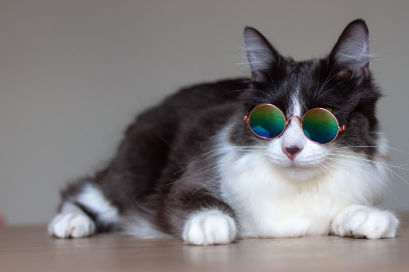 15 TikTok & Instagram Cat Celebrities (With Pictures)