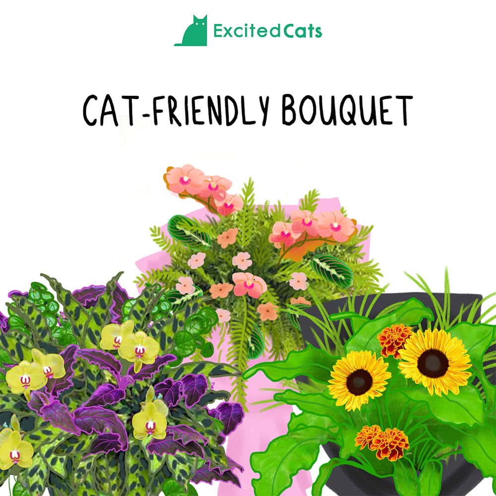 5 Vet-Verified Cat-Safe Bouquets: Cat-Friendly Flower Arrangements (With Images)