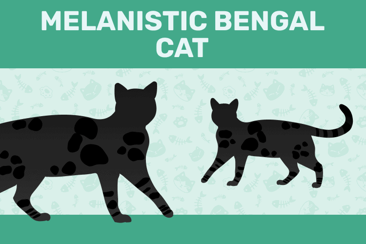 Black (Melanistic) Bengal Cat Breed: Info, Pictures, Care & Facts