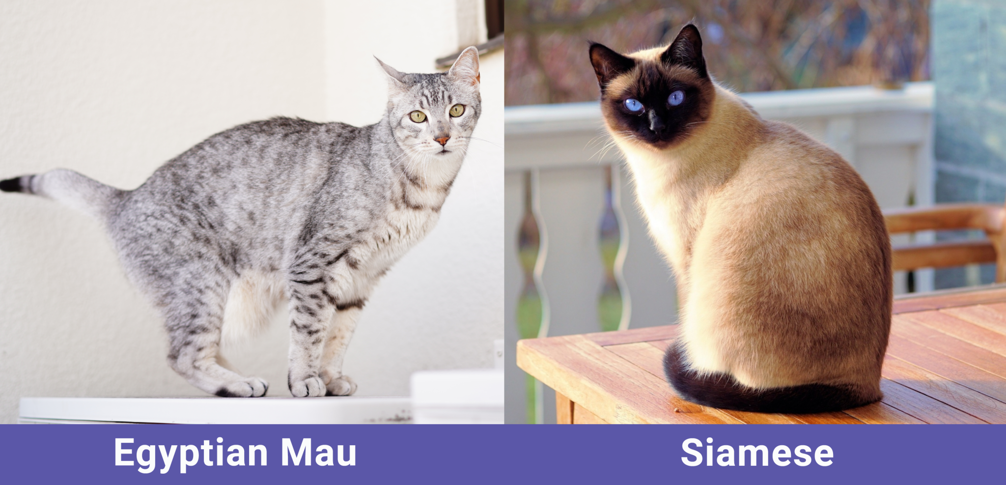 Egyptian Mau Siamese Mix Side By Side