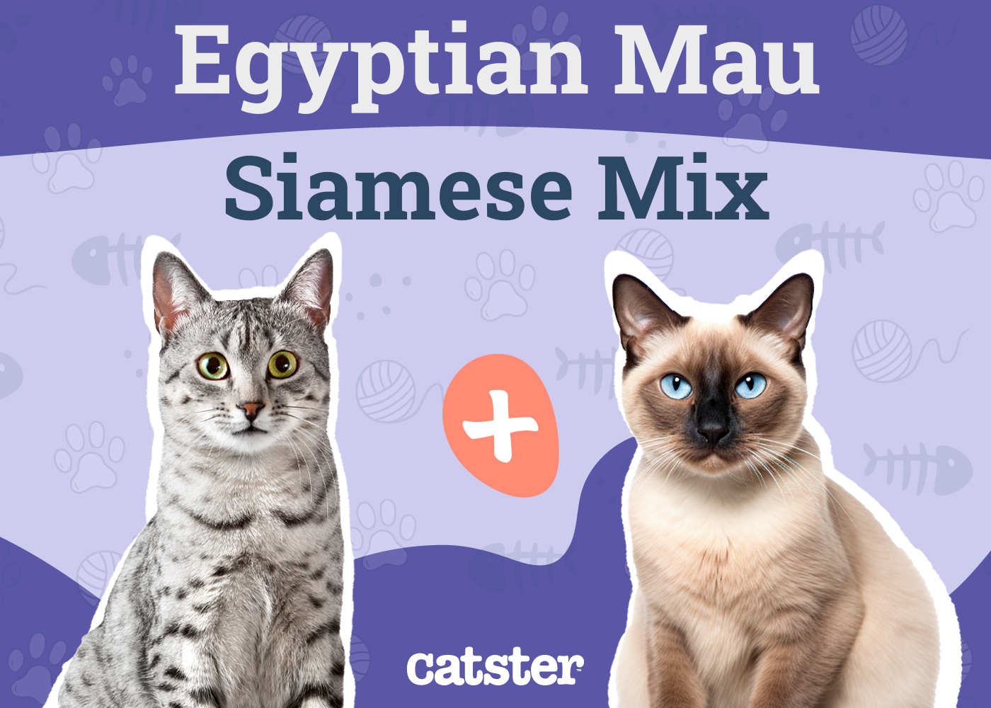 Egyptian Mau Siamese Mix: Info, Pictures, Traits & Facts