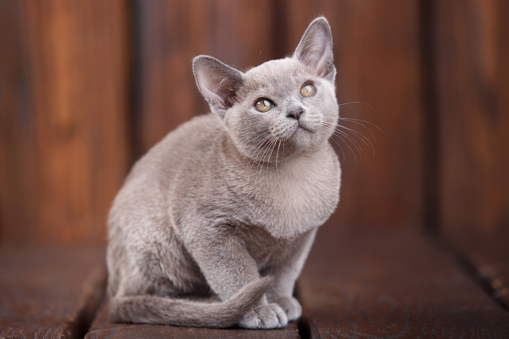 My Cat's Fur is Changing Color: 6 Vet Approved Reasons for Coat Changes
