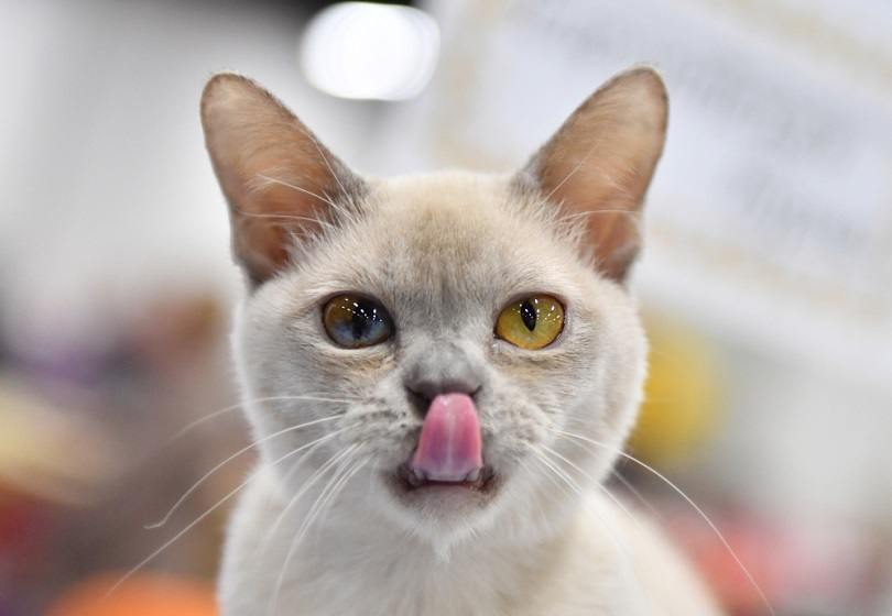 Burmese Cat Lifespan: How Long Do They Live? Vet-Reviewed Info