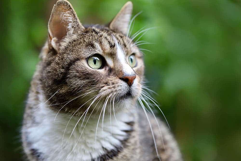 11 European Cat Breeds: Top Choices for Your Home (With Info & Pictures)