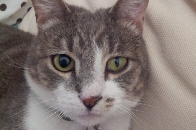 Anisocoria in Cats: Causes & Care Guide (Vet Answer)