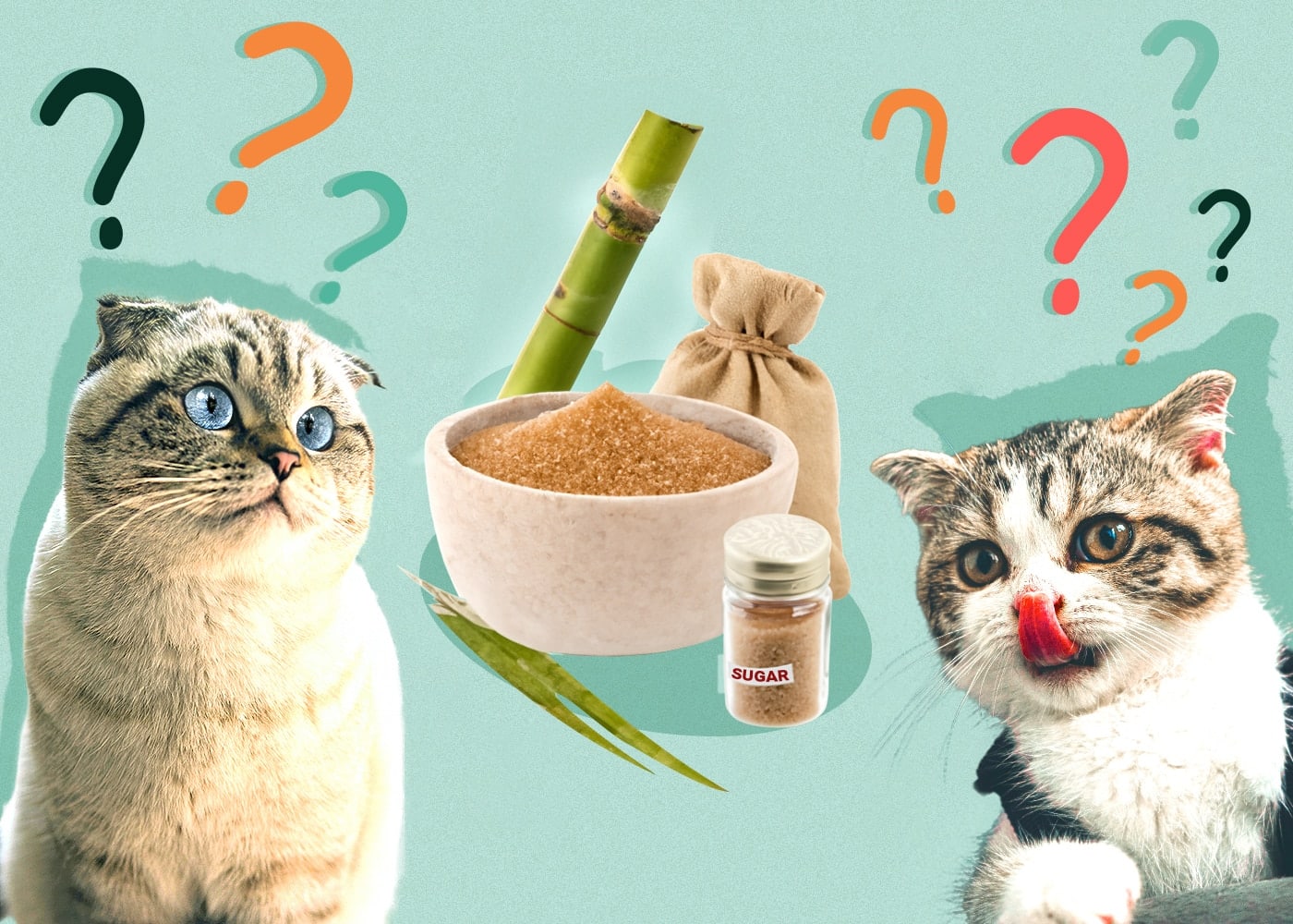Can Cats Eat Sugar? Nutrition Facts & FAQ (Vet Answer)