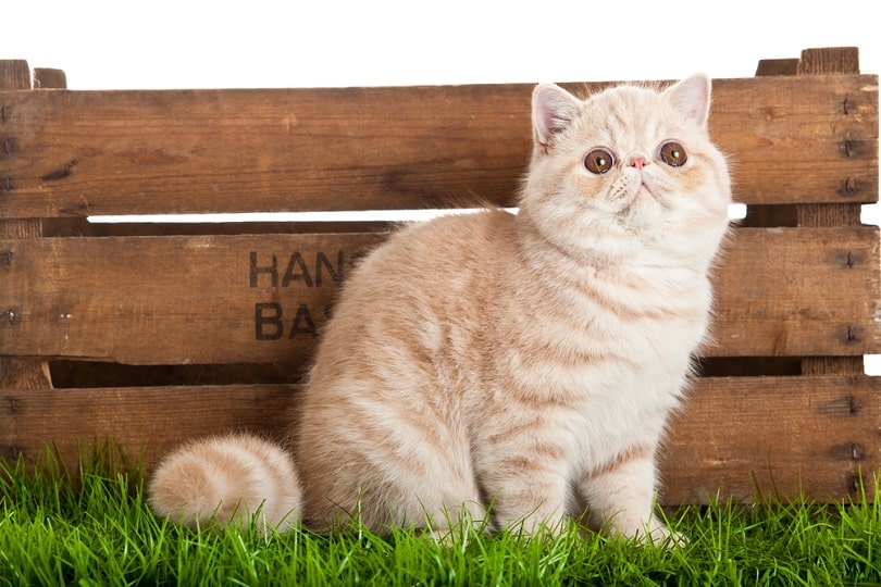 Exotic Shorthair Munchkin Cat Mix: Info, Pictures, Temperament & More