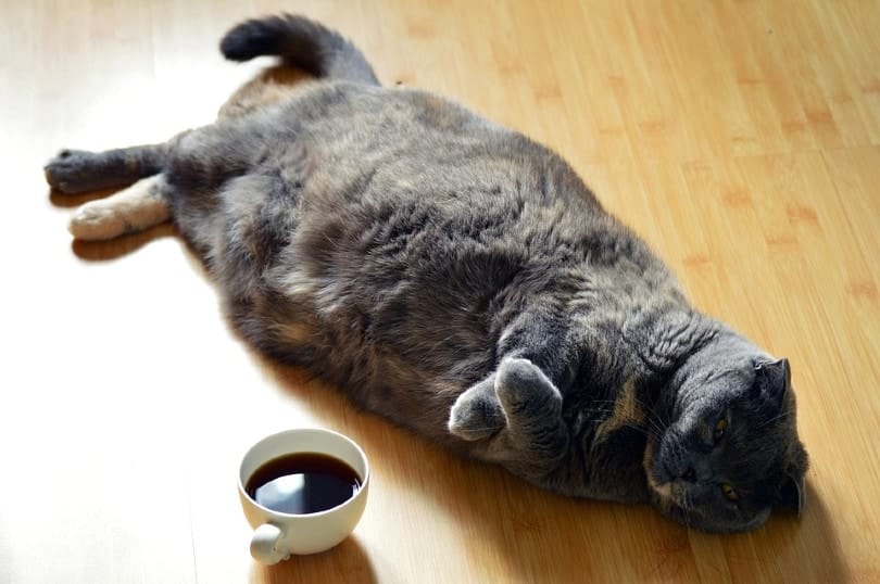 Do All Cats Have a Primordial Pouch? Vet-Reviewed Facts & FAQ