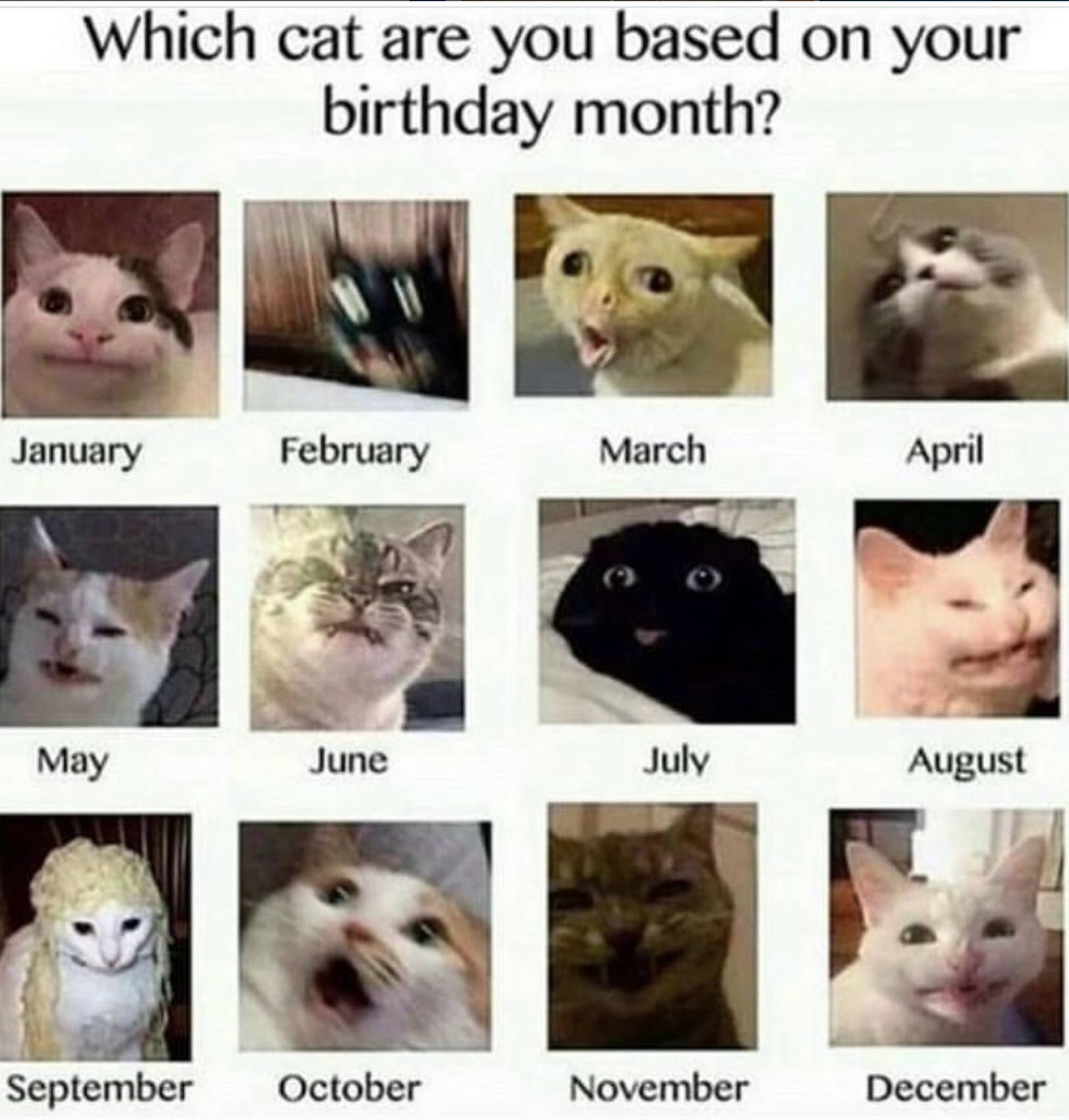 Feline Zodiac