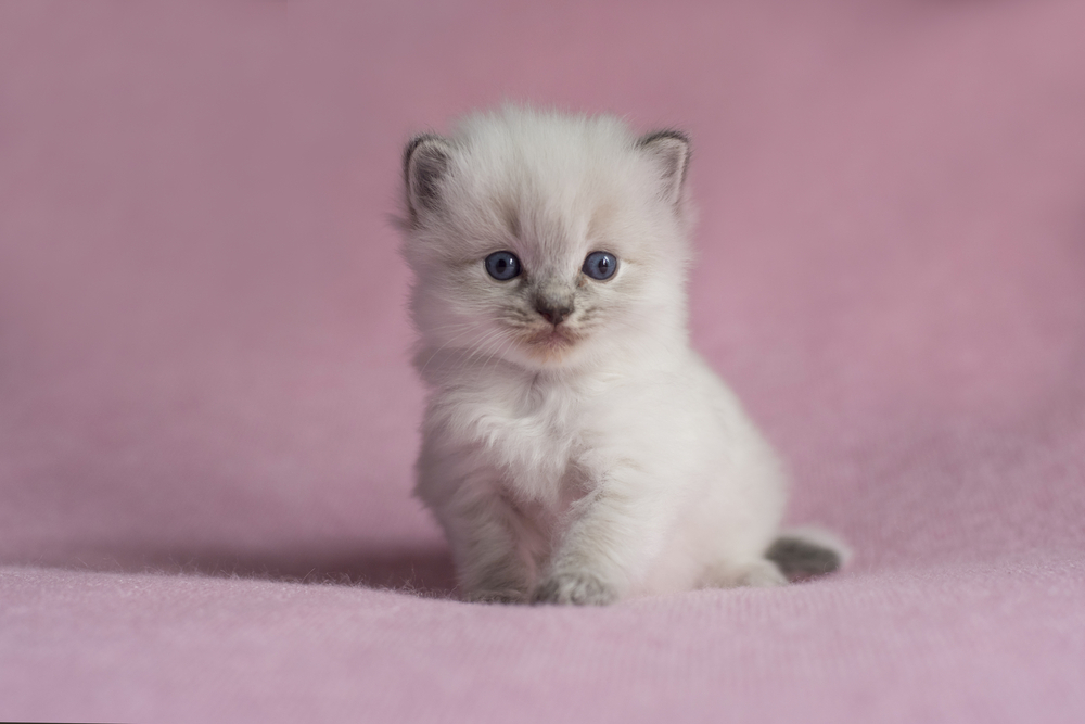 Ragdoll Kittens for Sale in Oregon: Breeders List 2026