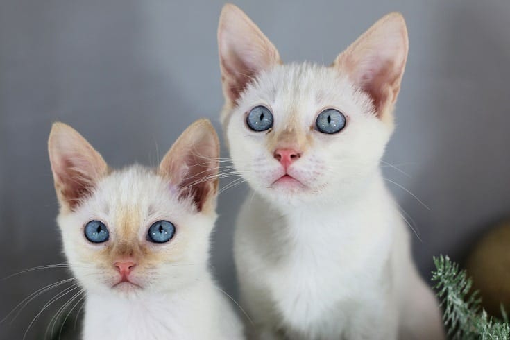 Siamese Kittens for Sale in Virginia: Breeders List 2026