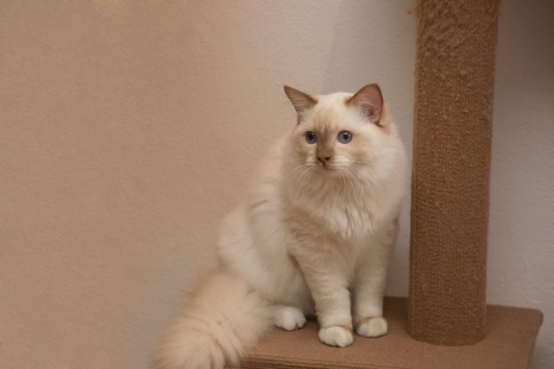Flame point Ragdoll cat with beautiful blue eyes sitting on scratching post in the evening