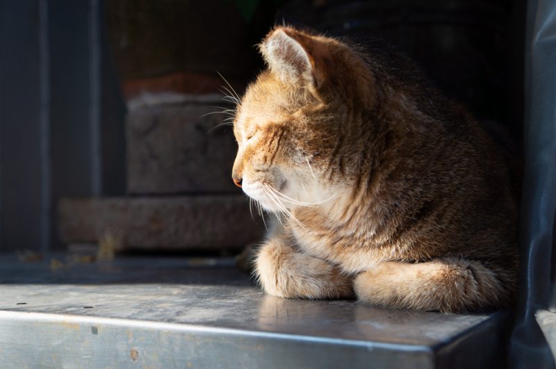 Fluffy cat lying in the sunshine with eyes closed