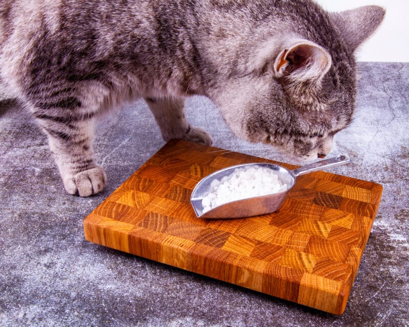 Why Do Cats Like Salt? 3 Vet-Reviewed Reasons