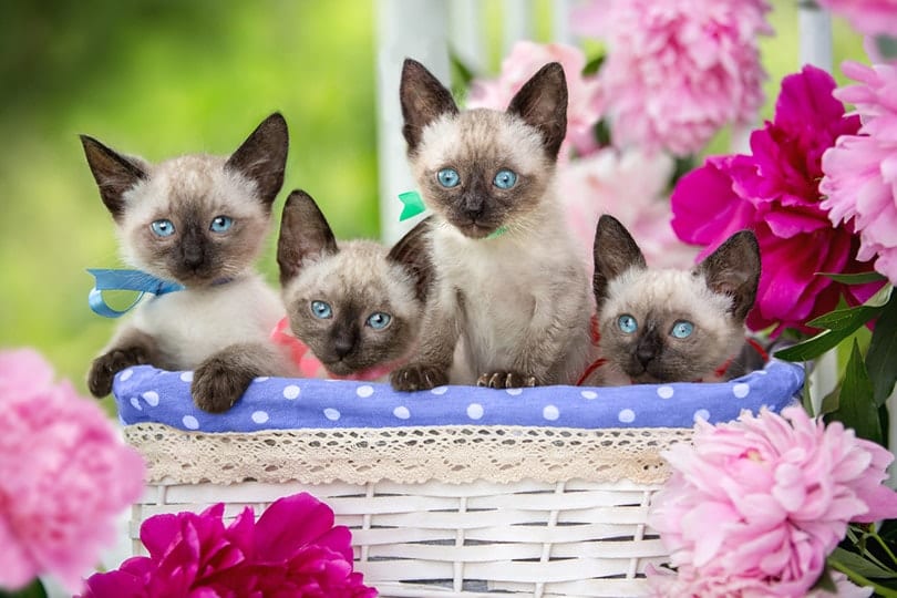 Siamese Kittens for Sale in Louisiana: Breeders List 2026