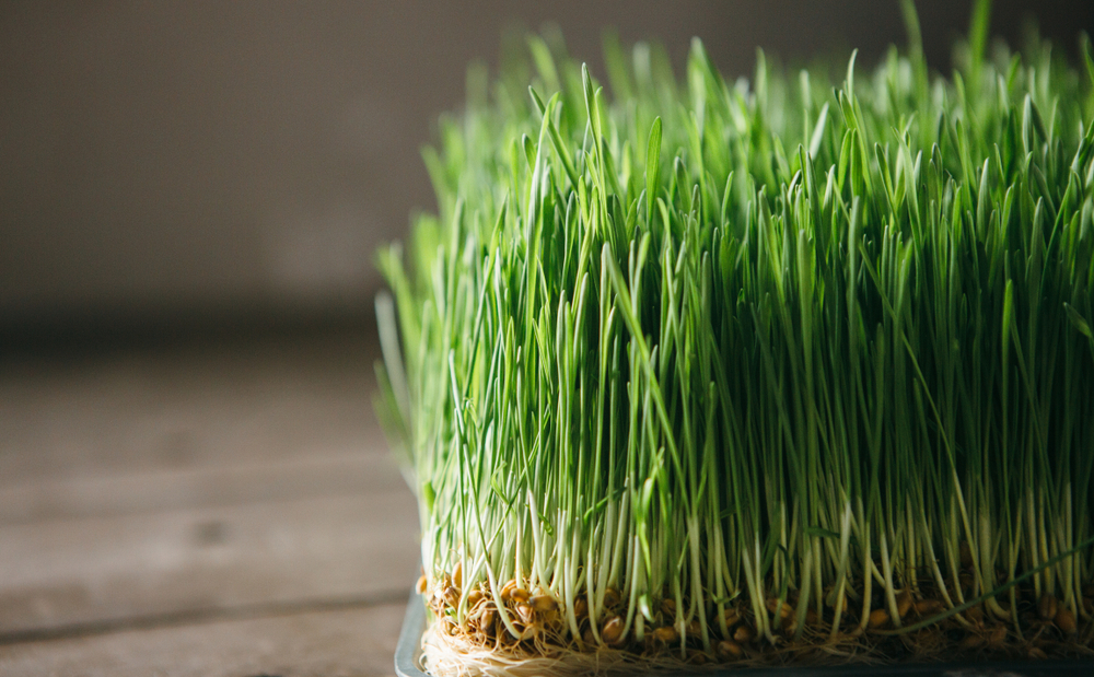 Fresh grow wheatgrass plants