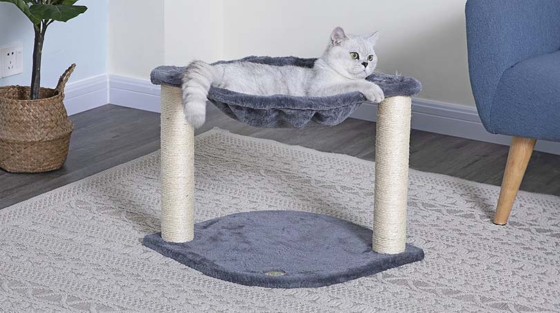 10 Best Budget Cat Trees in 2026 - Reviews & Top Picks