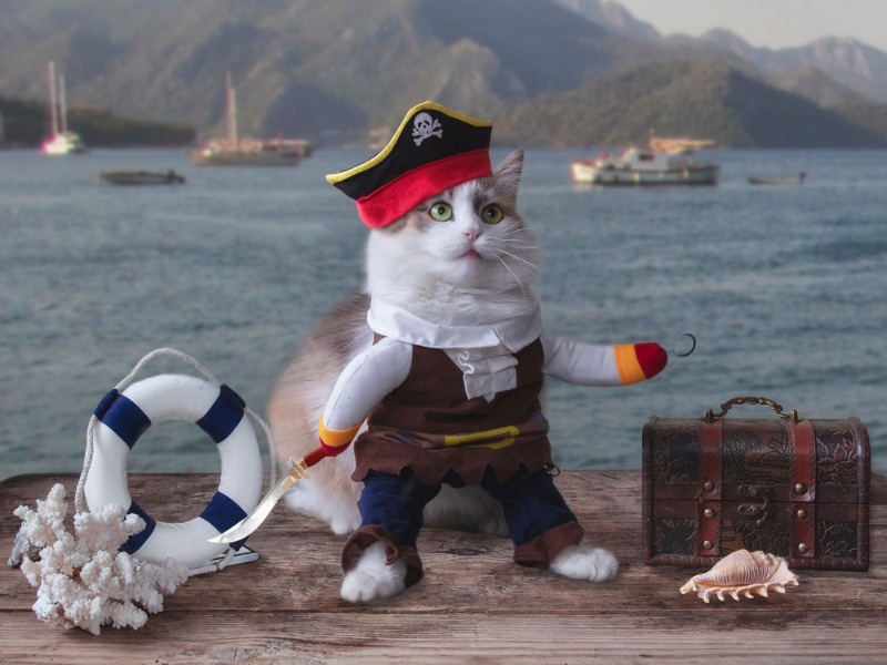 10 Top SNL Sketches With Cats: Feline Funnies
