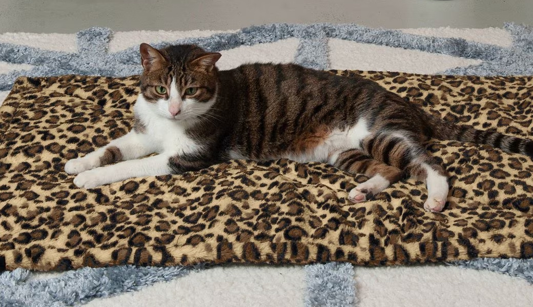 10 Best Cat Heating Pads (2026) - Reviews & Top Picks