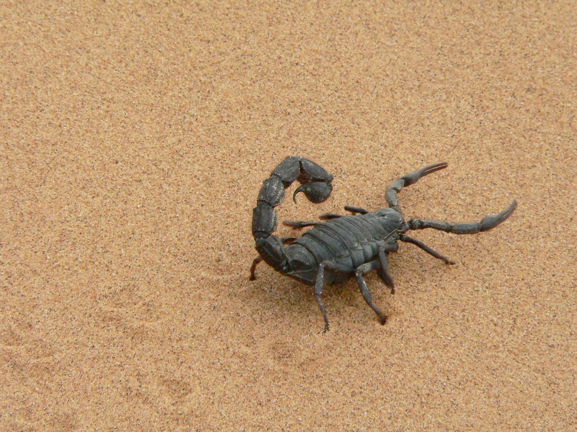 Cat Stung By a Scorpion? Our Vet Explains What to Do