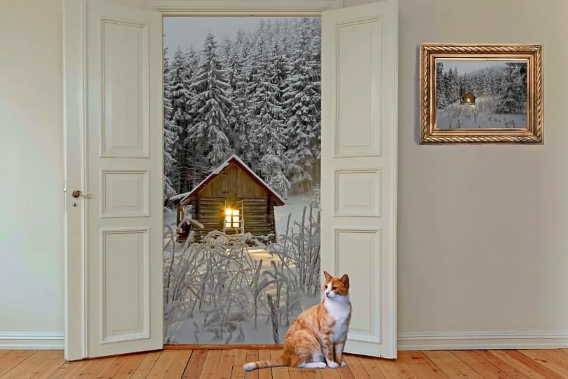 11 Cat Museums Around the World for Feline Fanatics to Visit