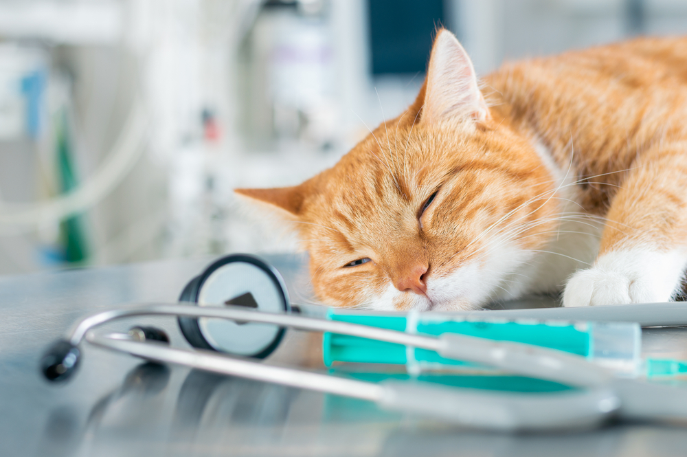Liposuction for Cats: Our Vet Explains What it Is & Safety Considerations