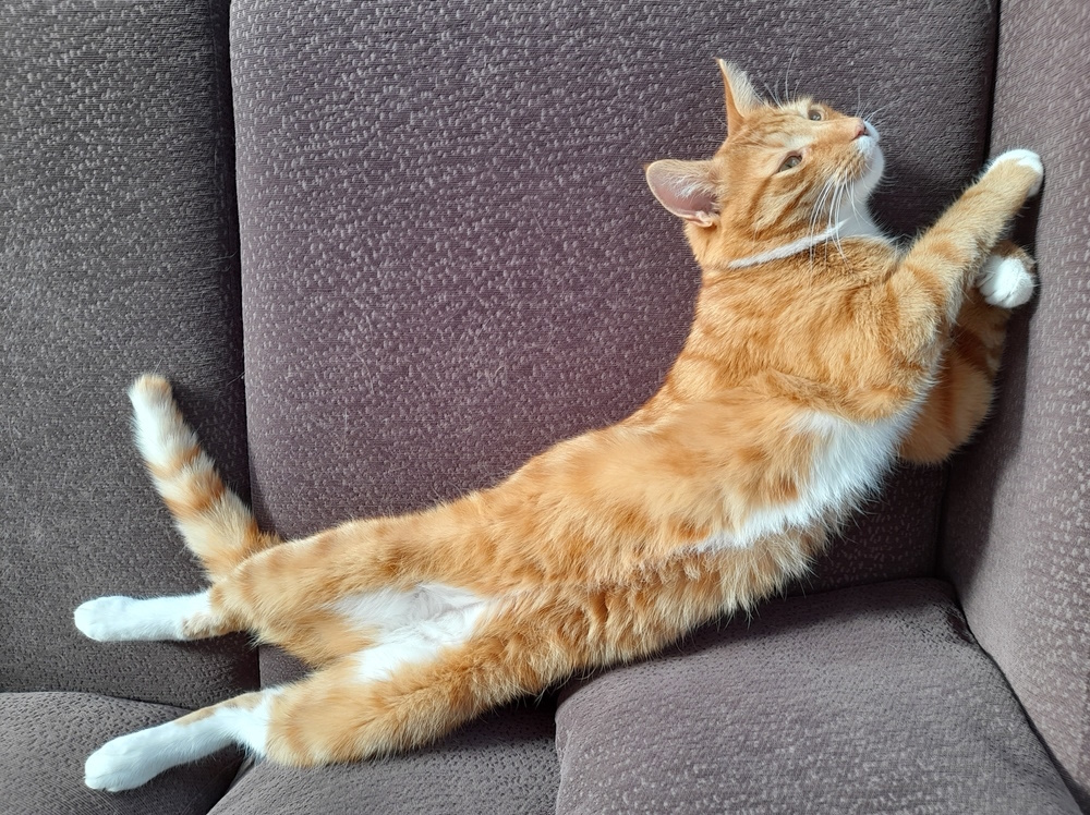 Ginger cat playing on sofa