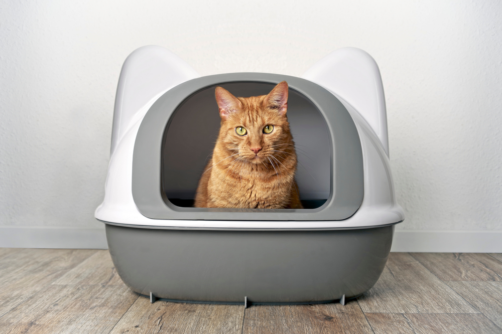 10 Weird Cat Litter Box Habits (Vet-Approved Explanation)