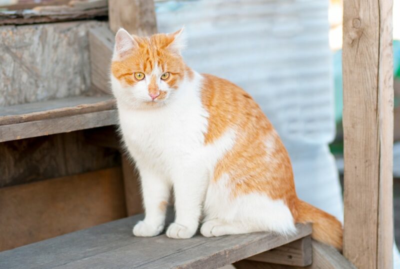 10 DIY Pet Stairs, Ramps, & Steps You Can Make Today (With Pictures)