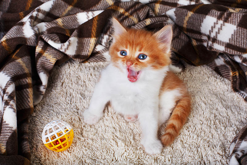 When Do Kittens Calm Down and Begin to Mature? Vet-Reviewed FAQ & Tips