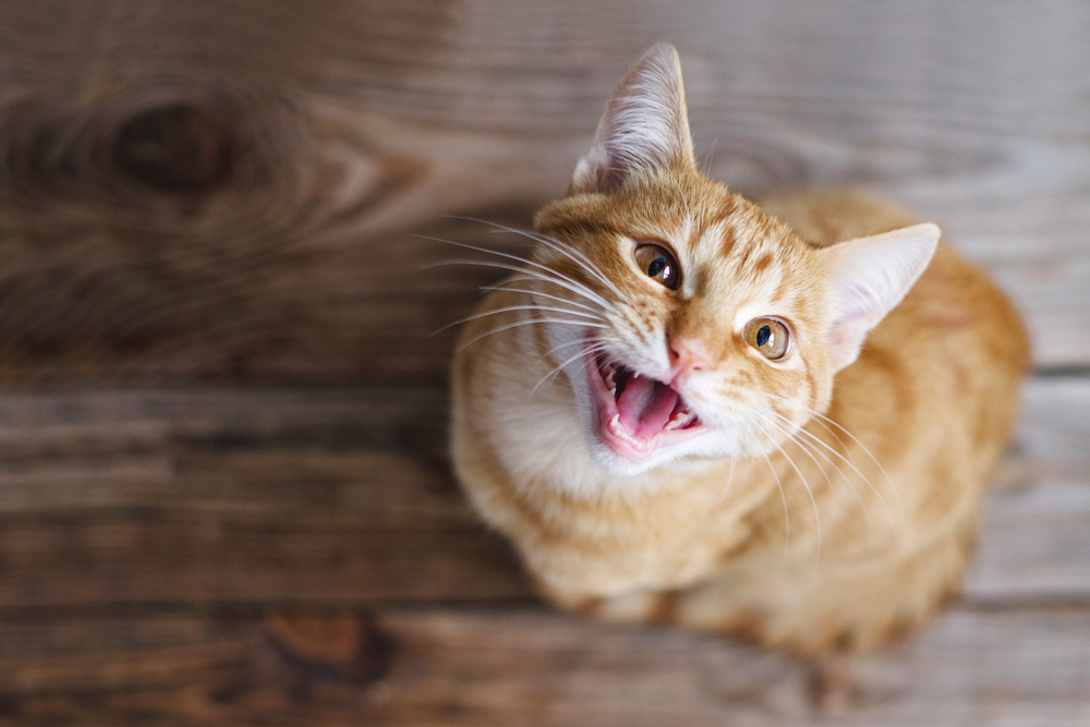 Do Female Cats Have Periods? Heat Cycle Explained (Vet Answer)