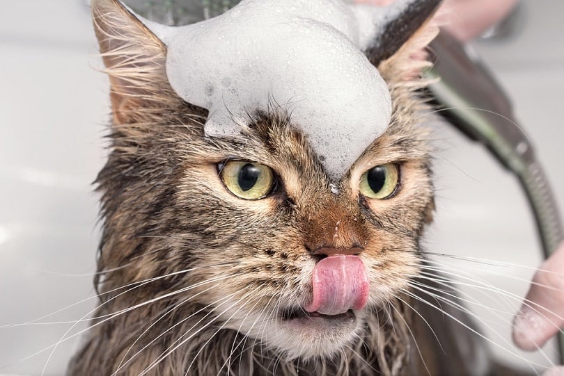 DIY Cat Shampoo: 3 Homemade Recipes With Simple Ingredients