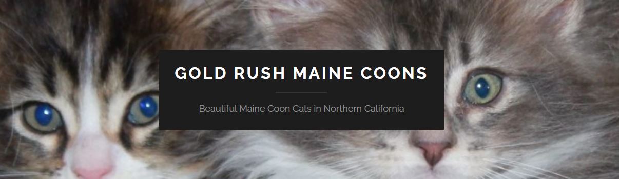 Gold Rush Maine Coons
