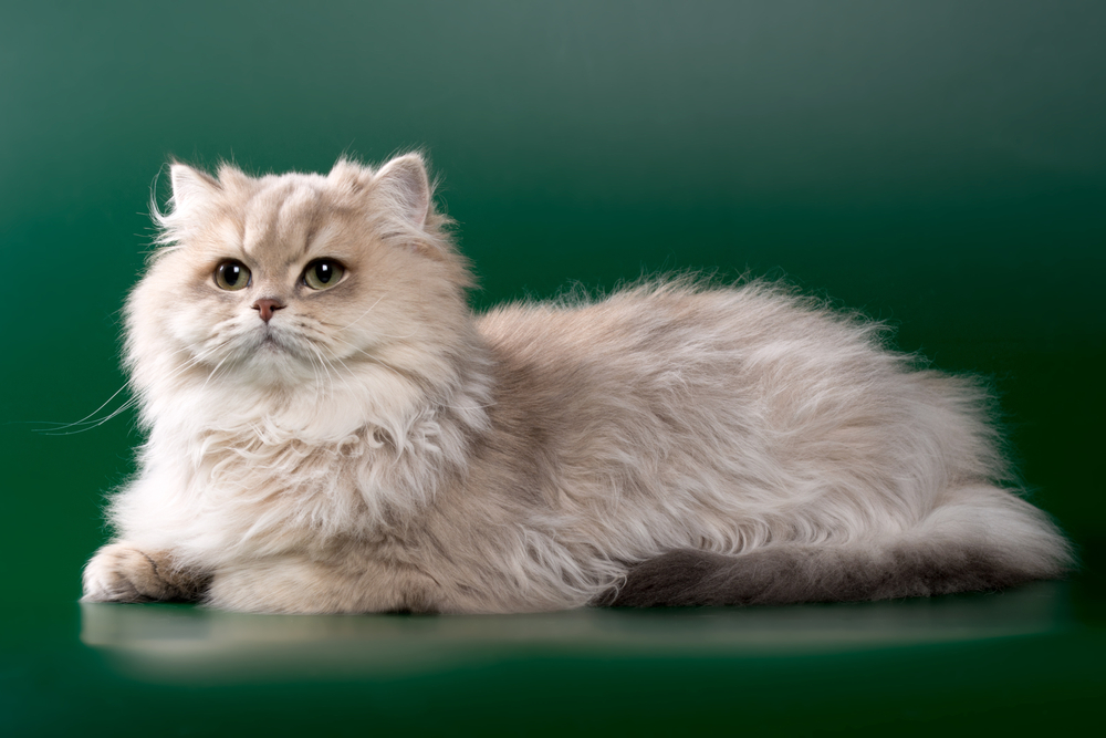Chinchilla Cat: Info, Pictures, Care & Traits