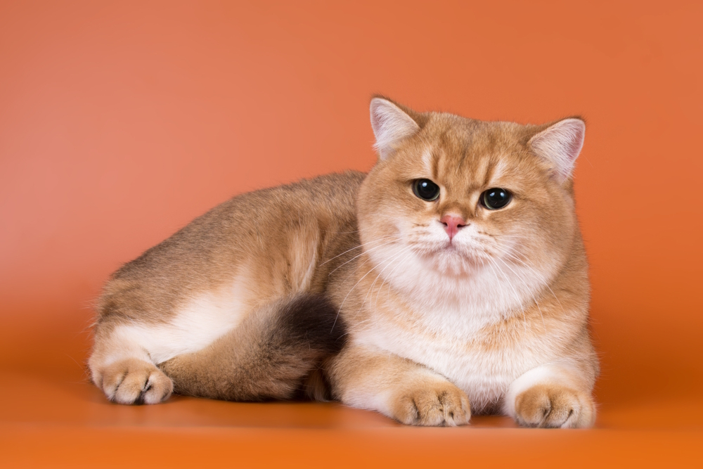 Golden British Shorthair Cat: Info, Pictures, Facts & History
