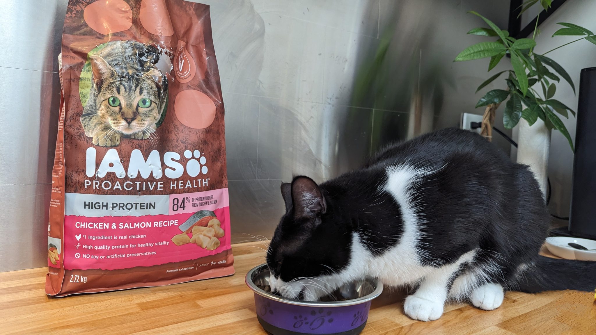 Cat eating IAMS dry food