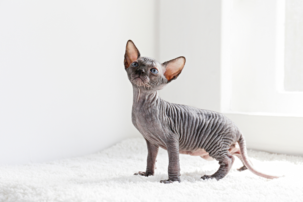 Gray Canadian mink point Sphynx cat
