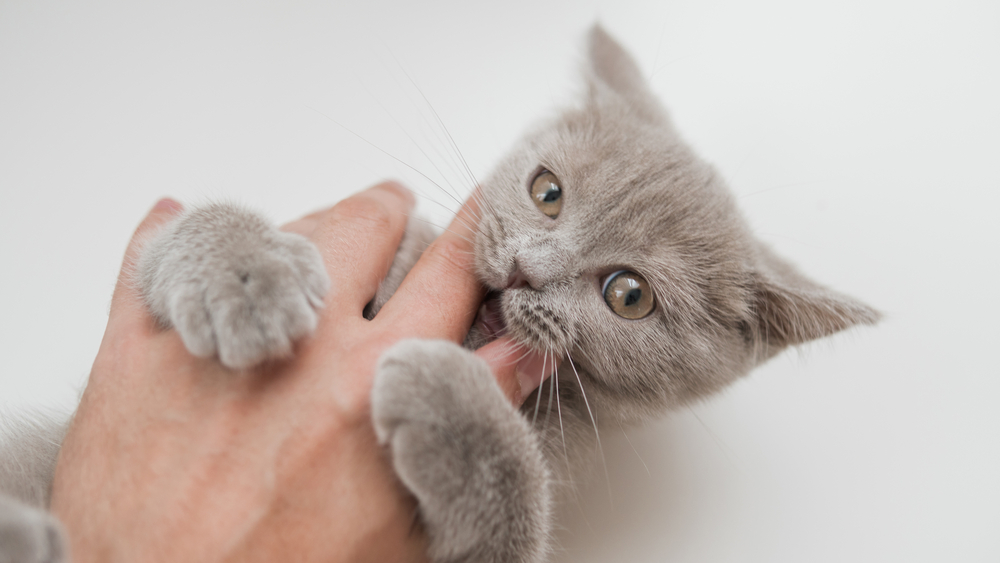 Why Does My Cat Chew on My Fingers? 8 Vet-Verified Reasons