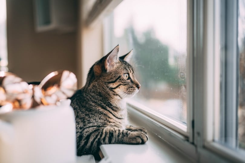 Can Cats Sense Tornadoes? Vet-Reviewed Facts & Safety Tips