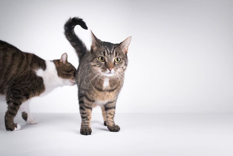 Why Do Cats Smell Other Cats' Butts? Vet-Reviewed Behavior & Communication Facts