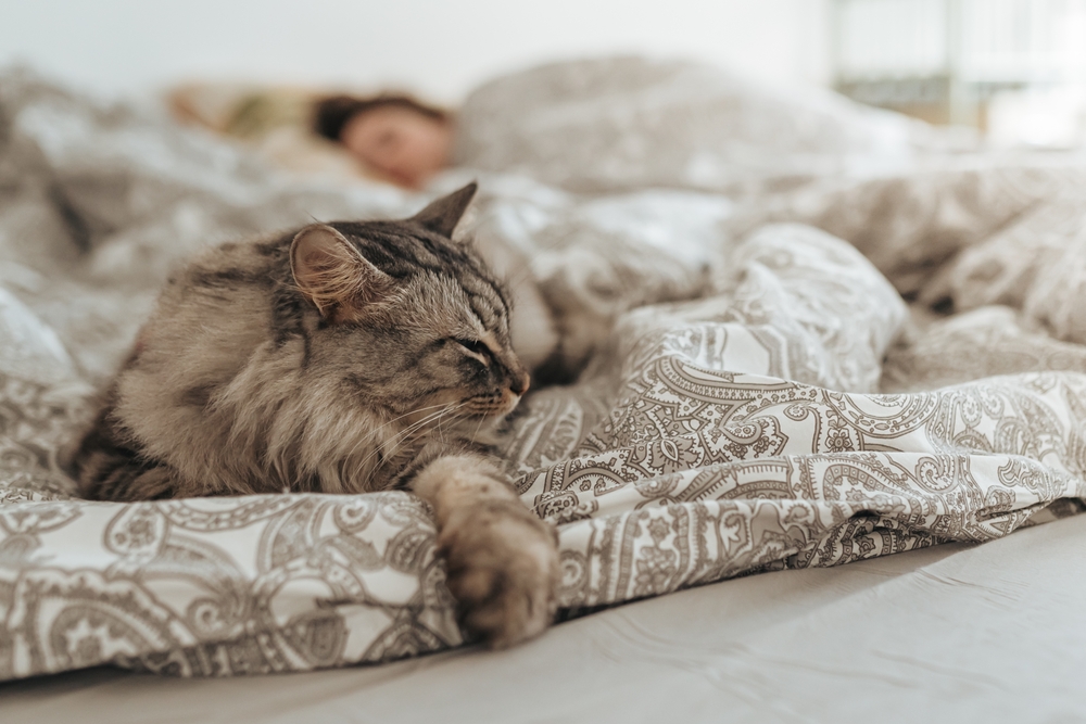 Will Your Cat Protect You When You Sleep? Interesting Facts