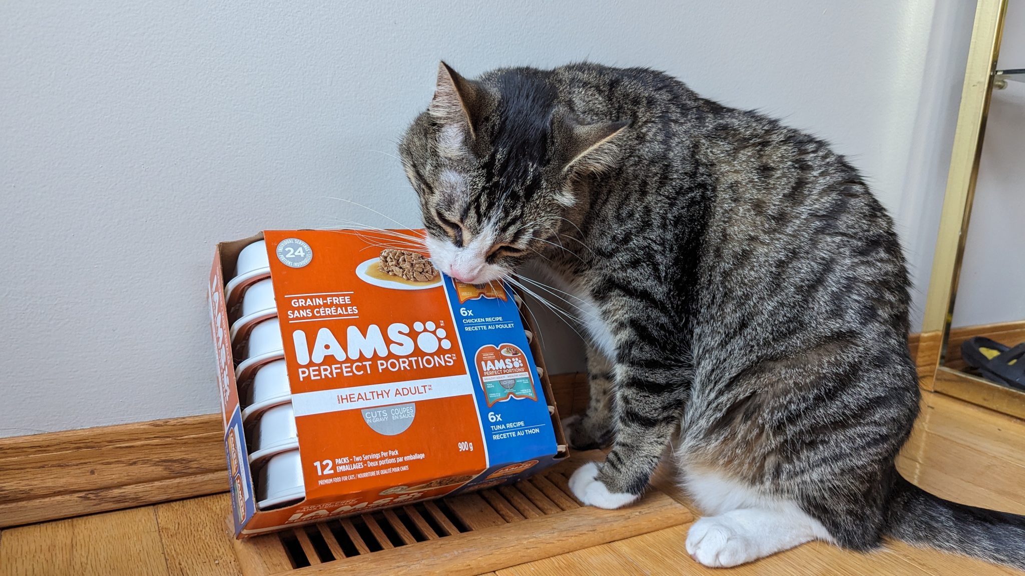 Cat eating IAMS wet food
