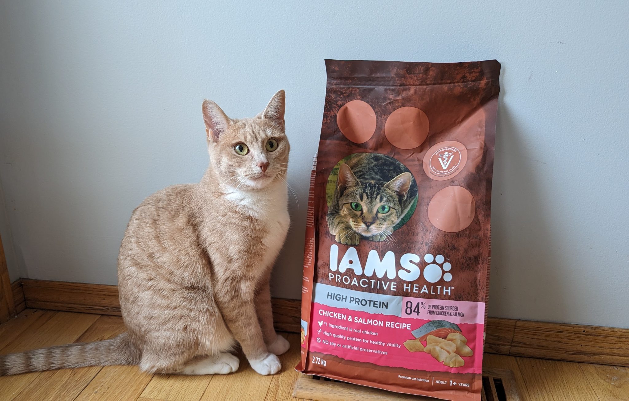 Cat with IAMS bag of dry food